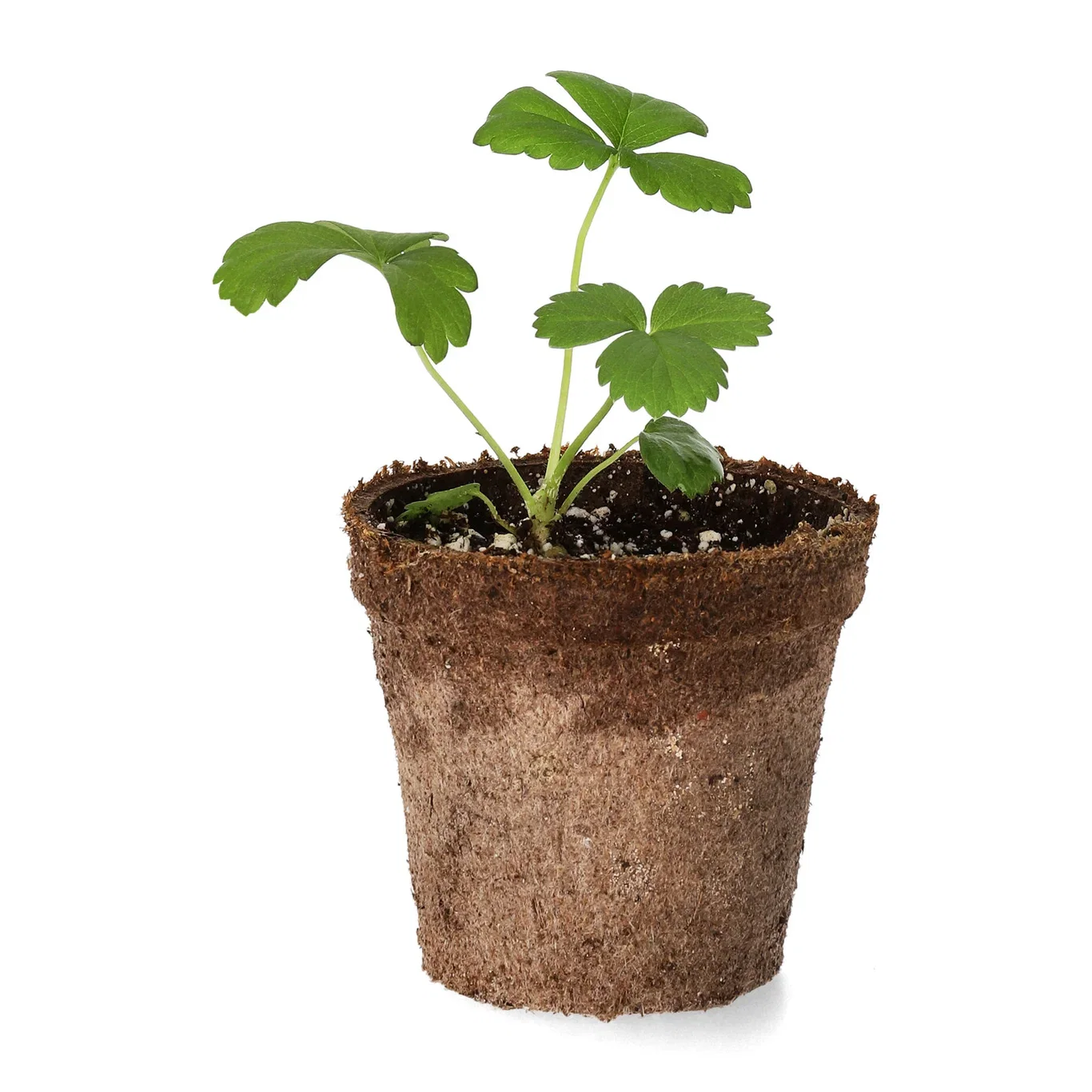 Jordgubbe 'Delizz' stickling