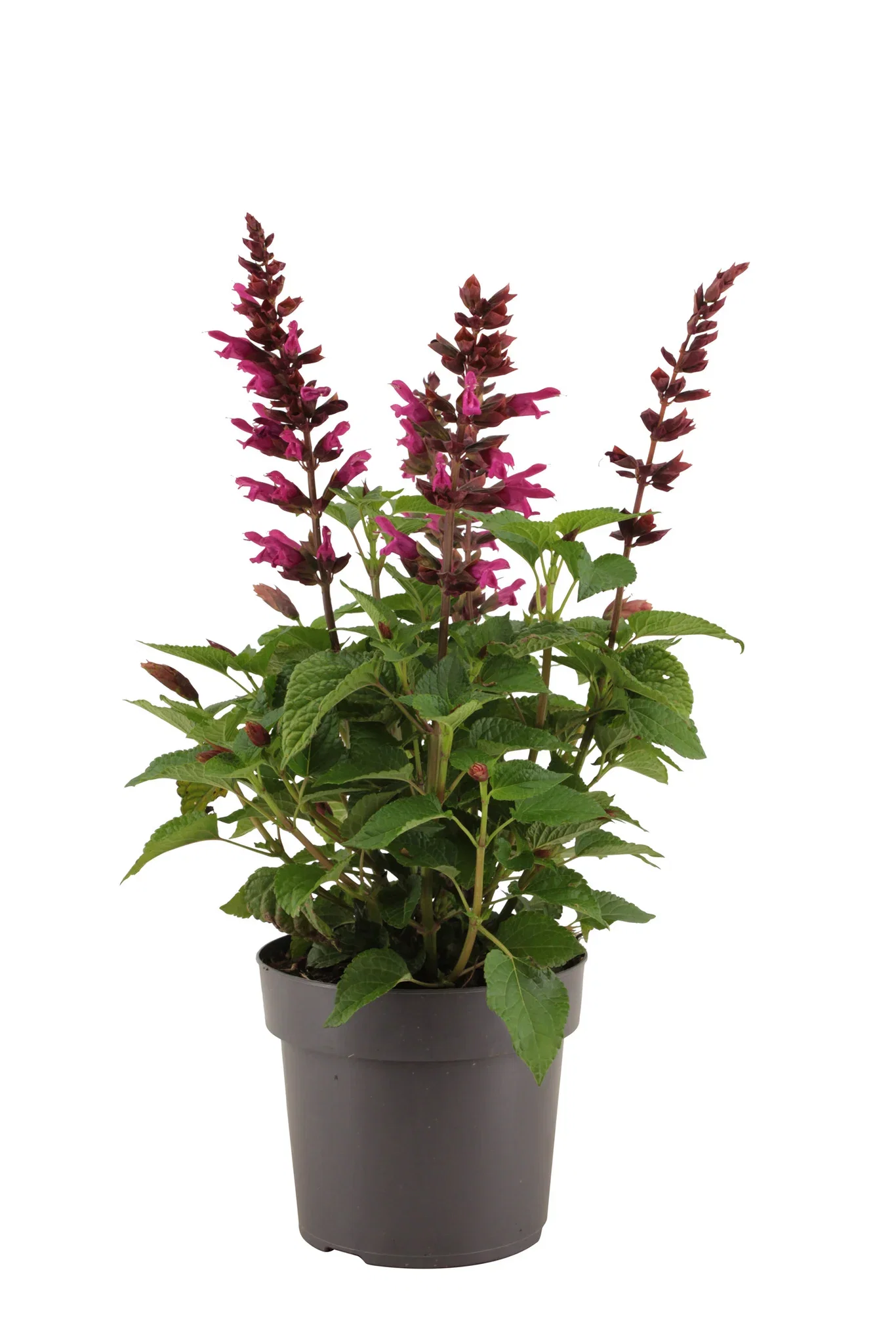 Salvia 'Strawberry Lake'