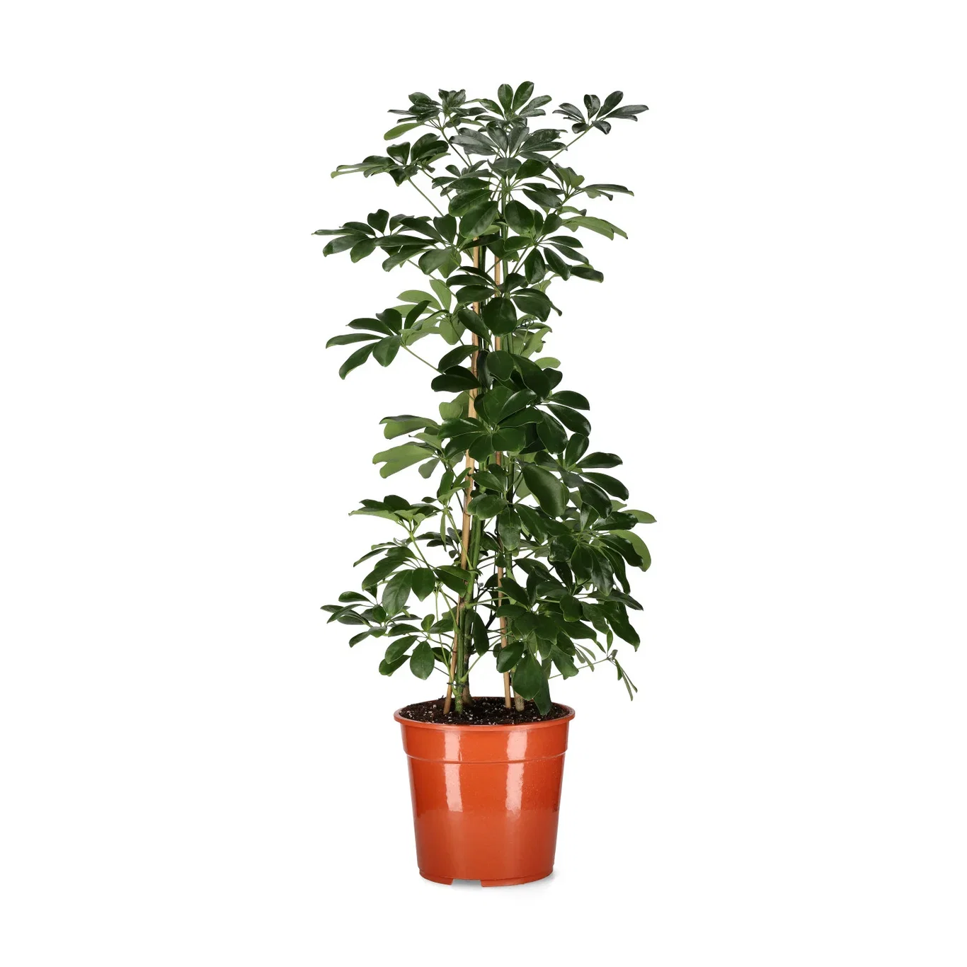 Paraplyaralia 'Compacta'