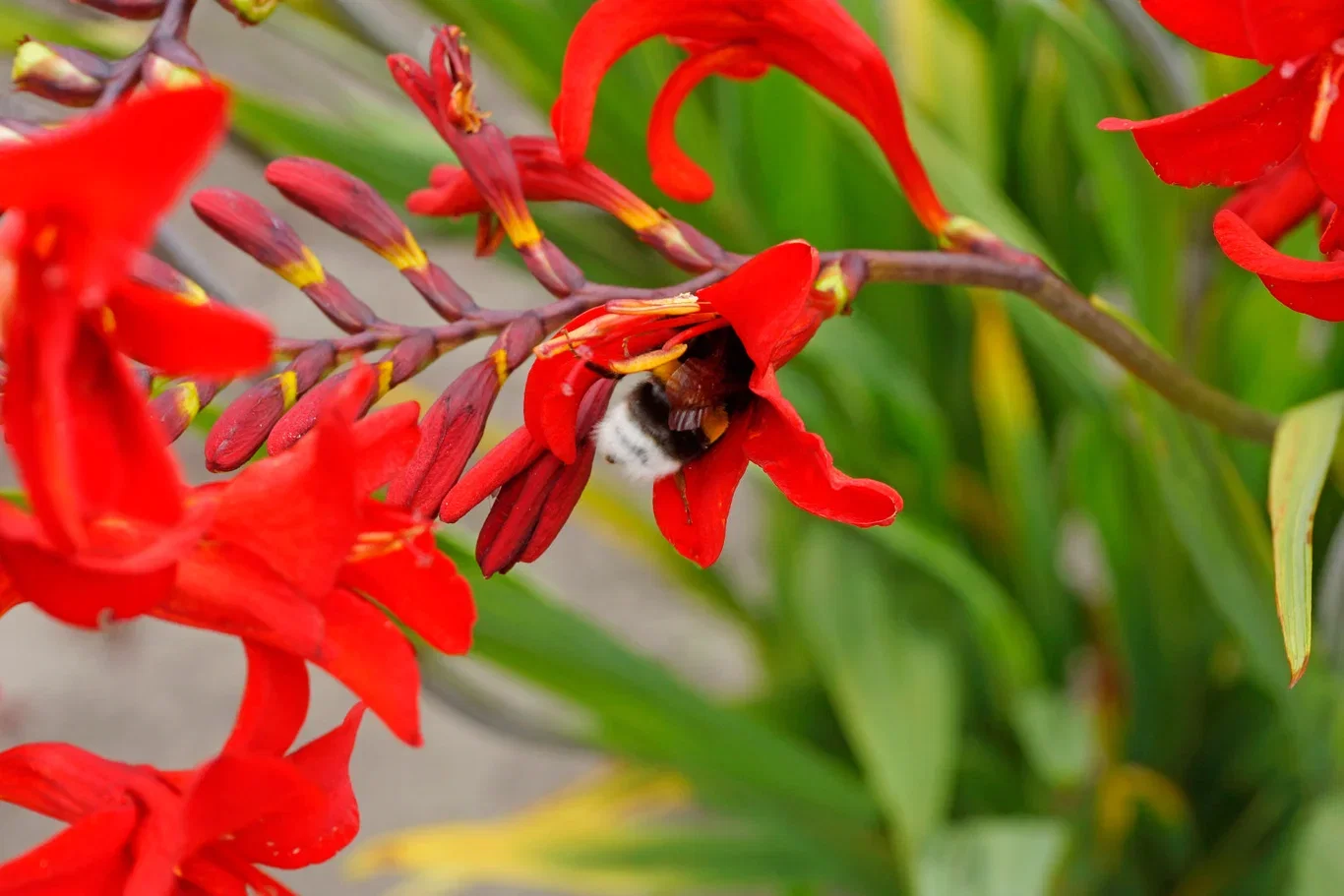 Blomsterknölar mix Bee & Butterfly Garden