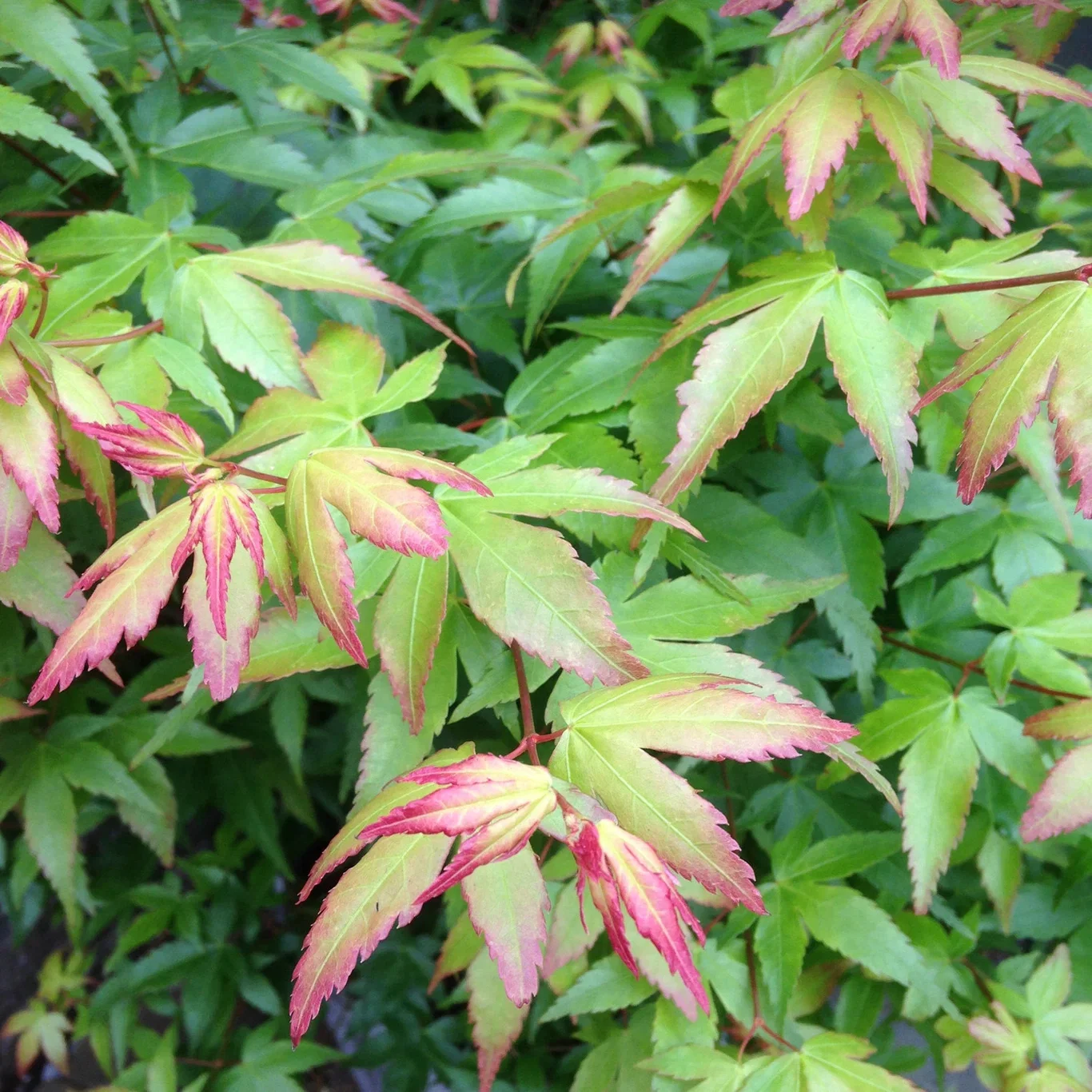 Japansk lönn 'Little Princess'