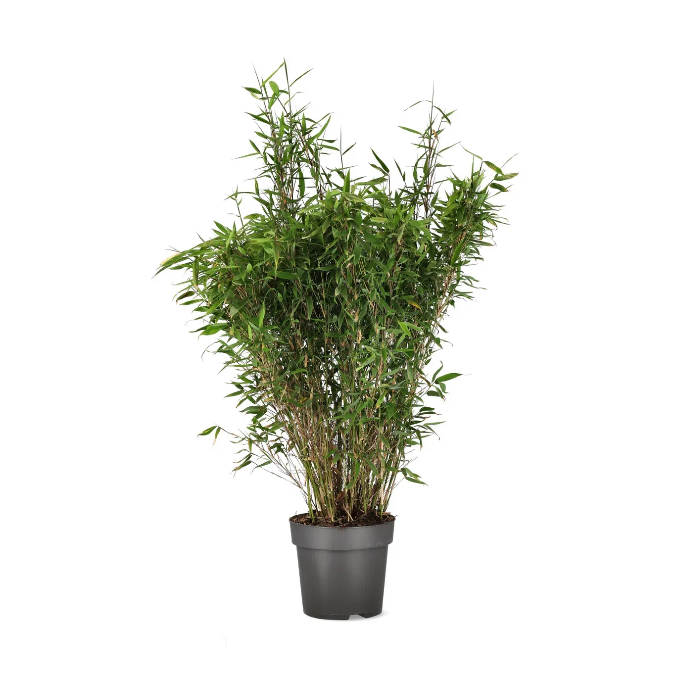 Bergbambu 'Winter Black'