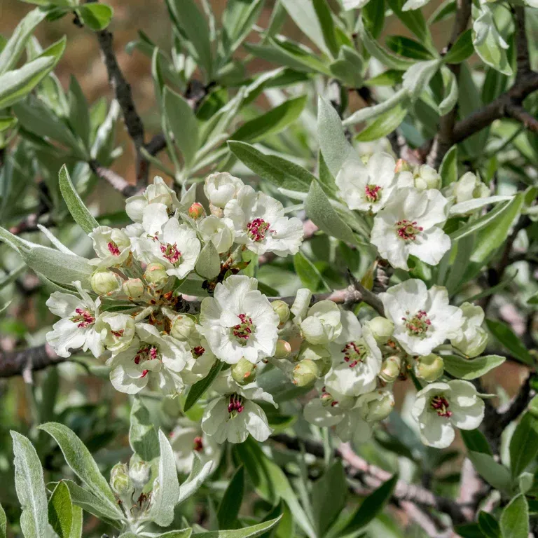 Silverpäron 'Pendula'