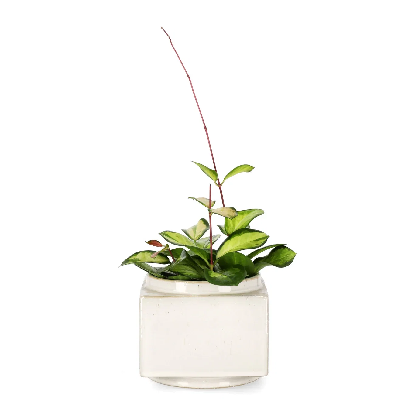 Porslinsblomma 'Tricolor'