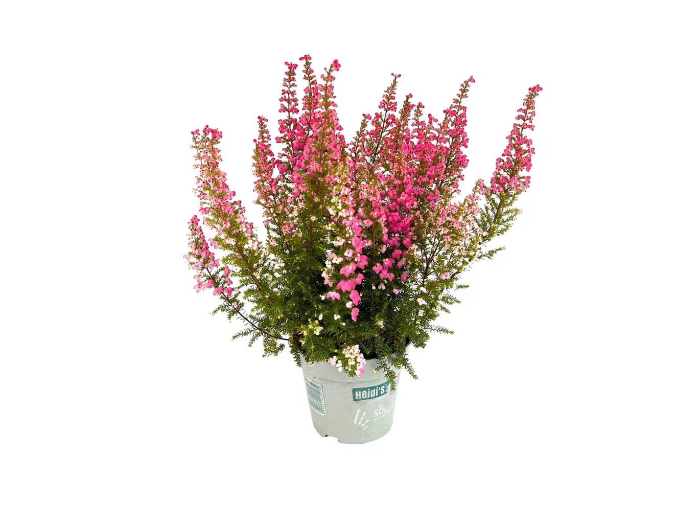 Höstljung 'Heidi's'