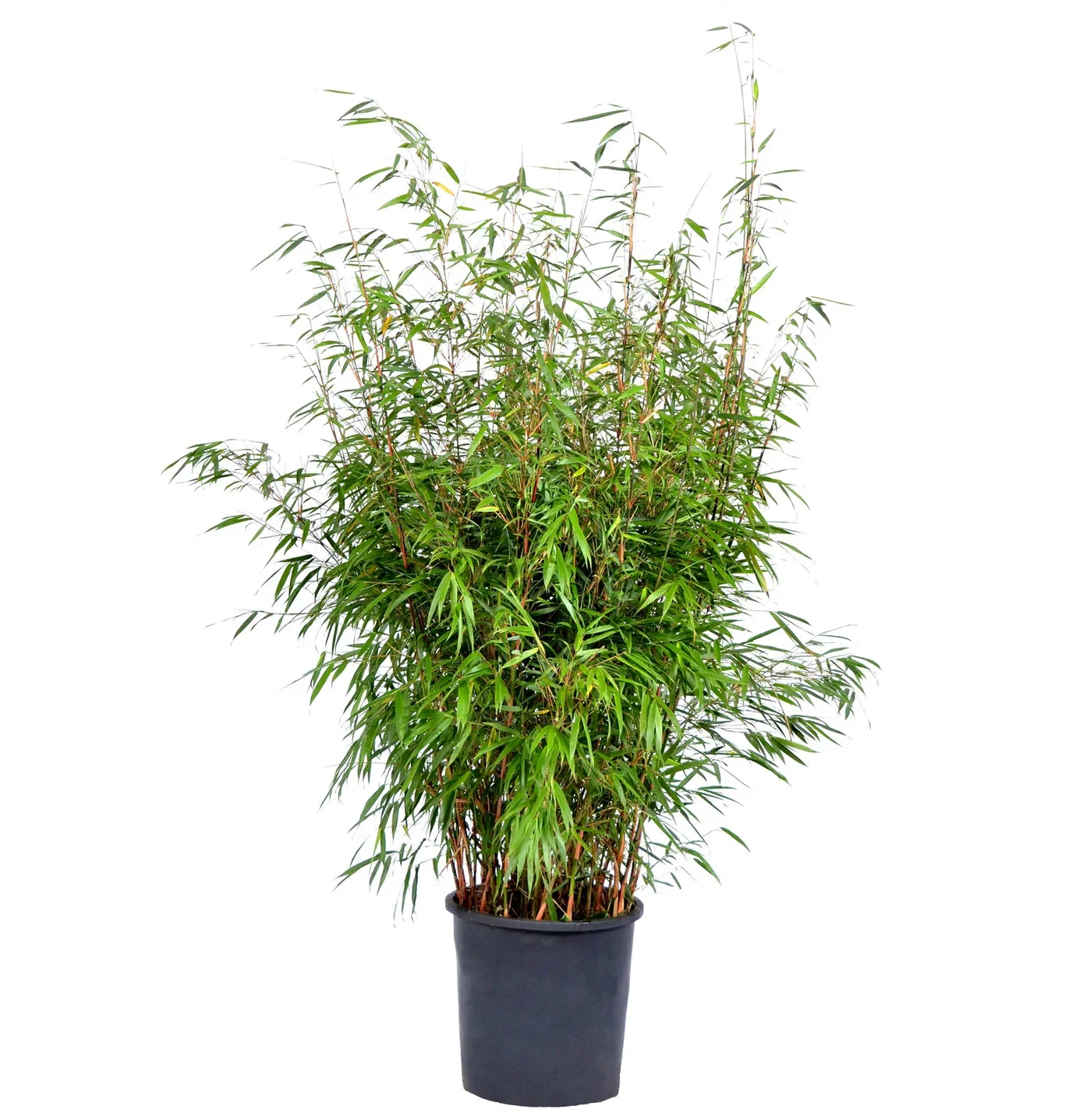 Sträv glansbambu 'Asian Wonder', XXL