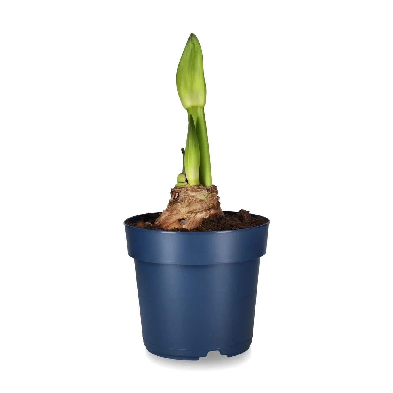 Jumbo Amaryllis 'Andes Lady'