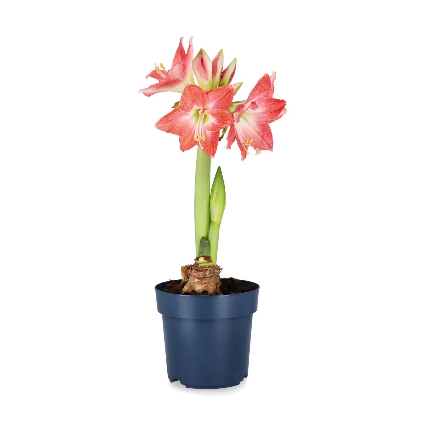 Jumbo Amaryllis 'Andes Lady'