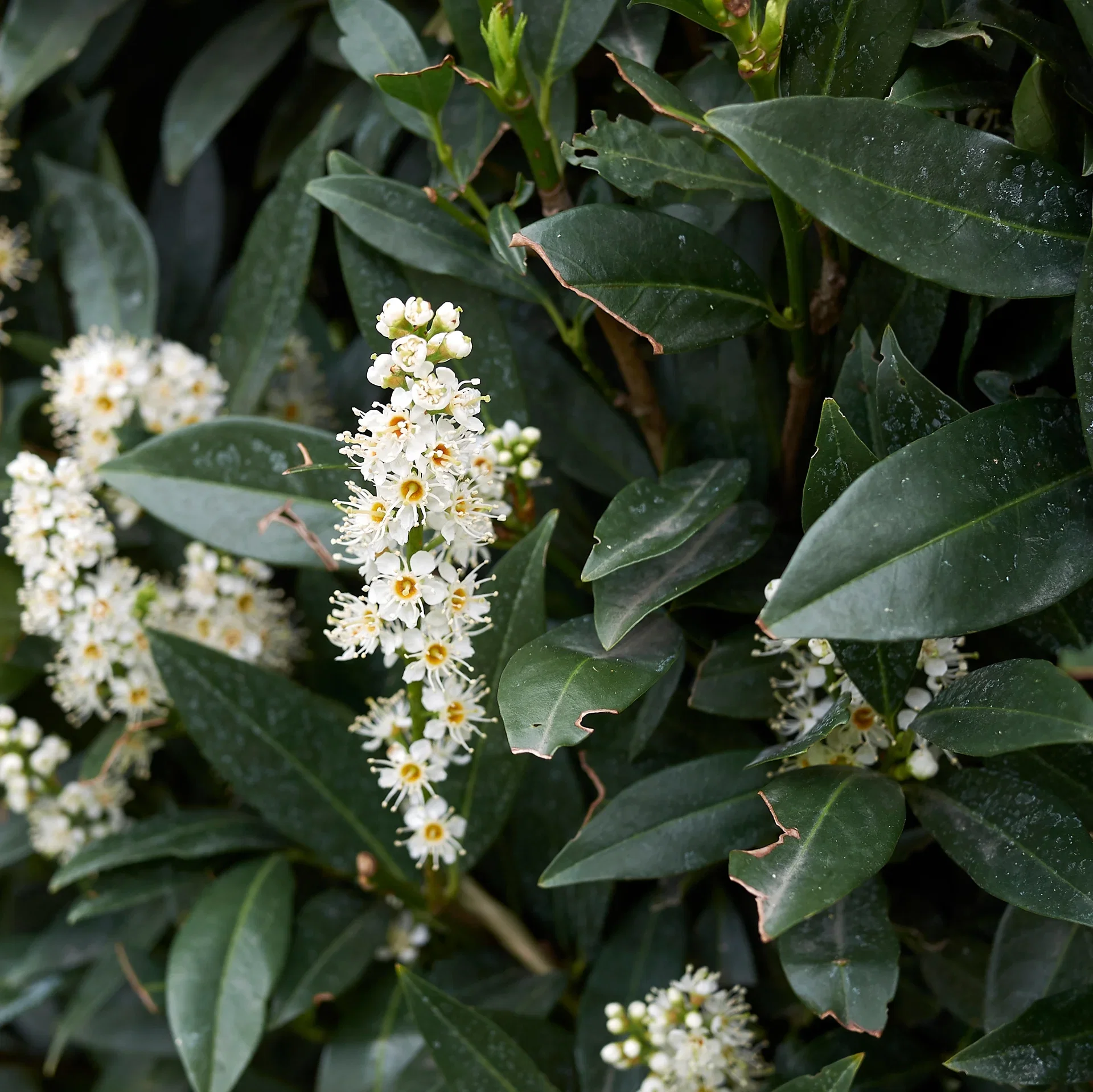 Lagerhägg 'Otto Luyken'