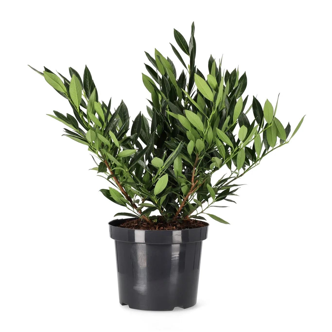 Lagerhägg 'Otto Luyken'