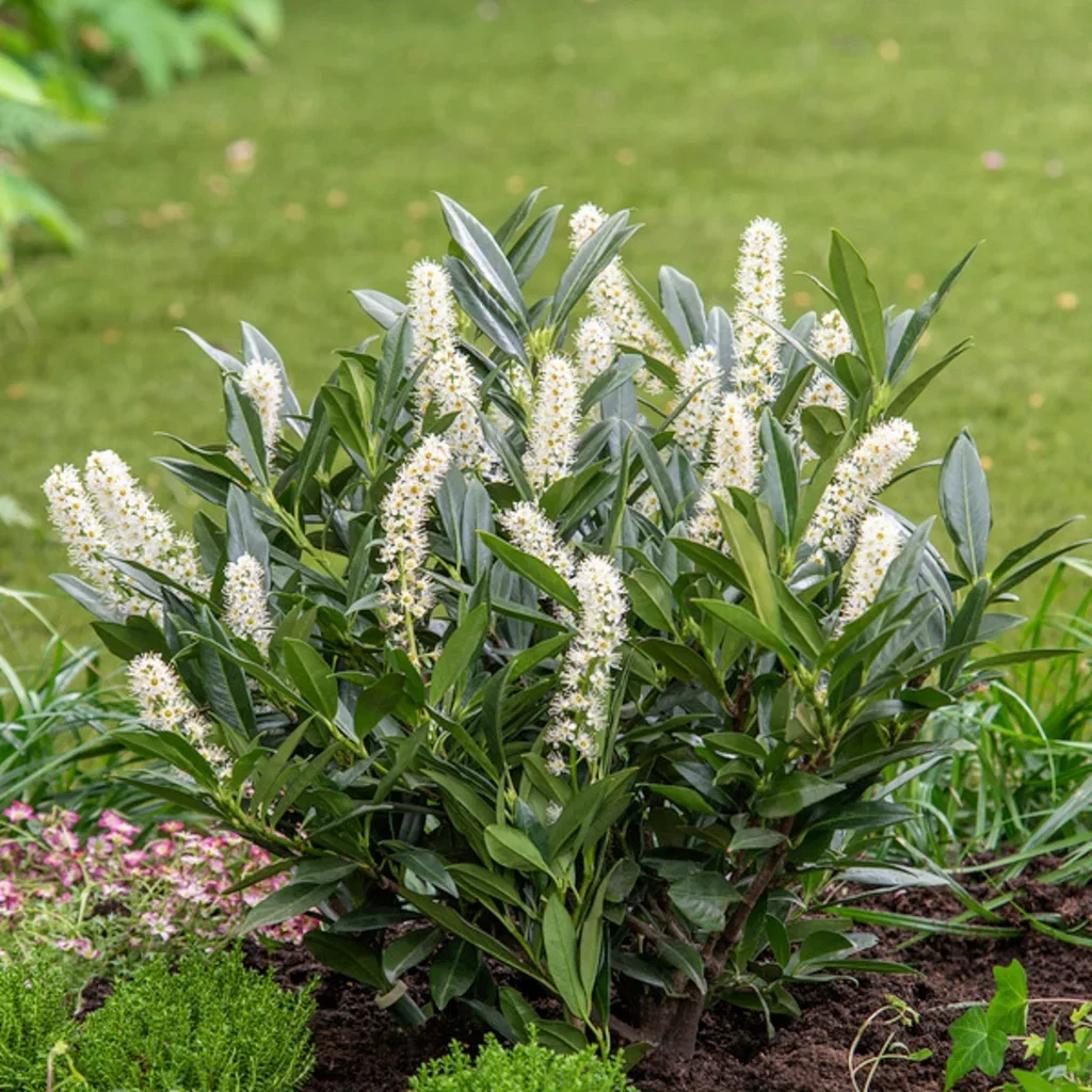 Lagerhägg 'Otto Luyken'