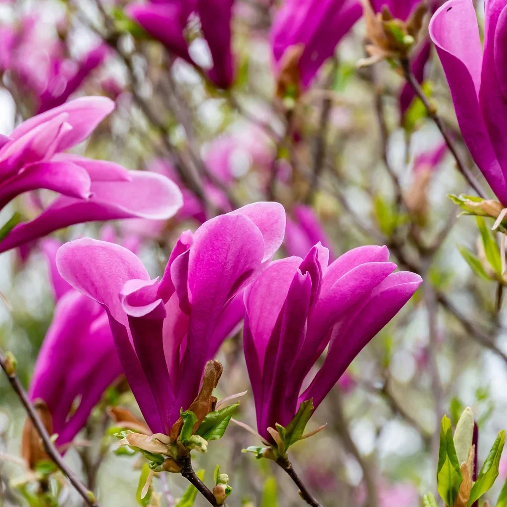 Rosenmagnolia 'Susan'