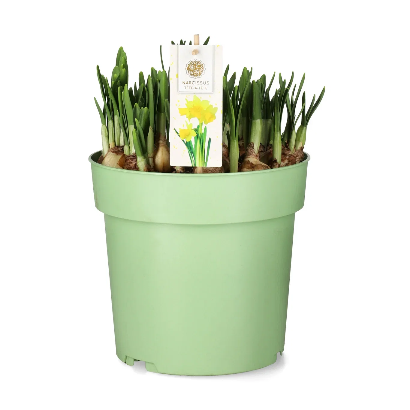 Påsktazett 'Tête-à-tête'