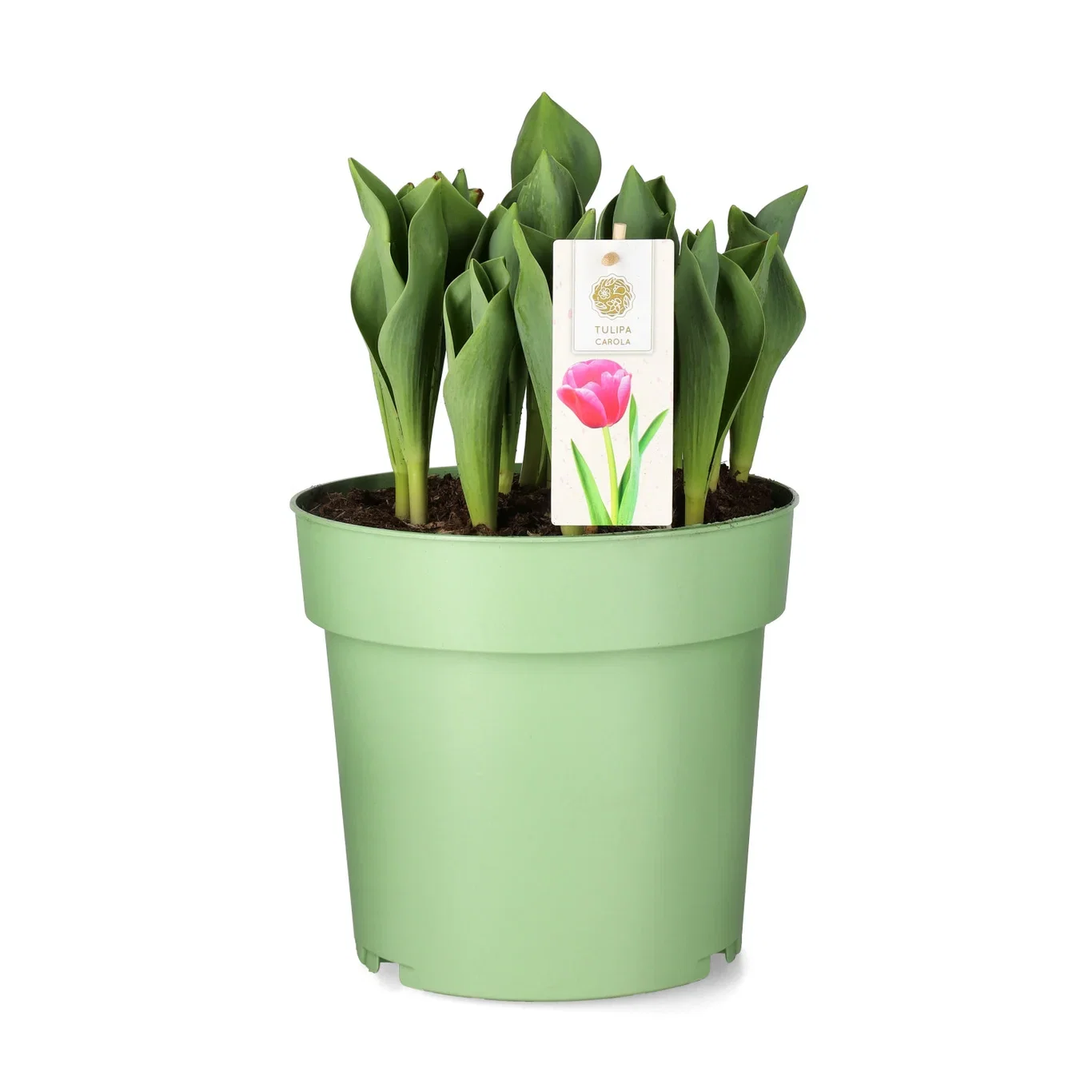 Tulpan 'Carola'