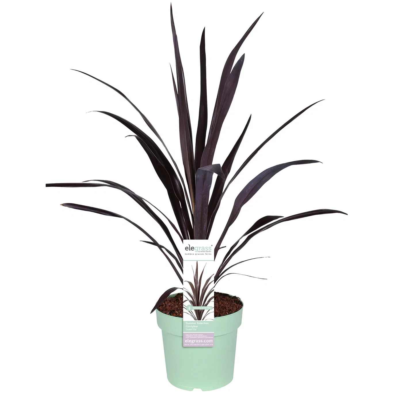 Cordyline SUPERSTAR