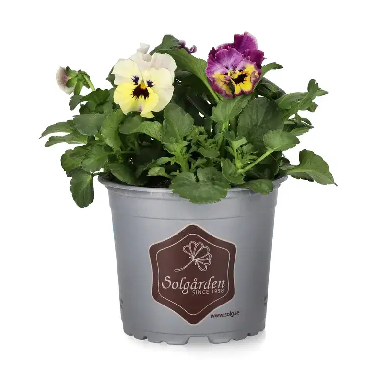 Pensé 'Frizzle Sizzle'