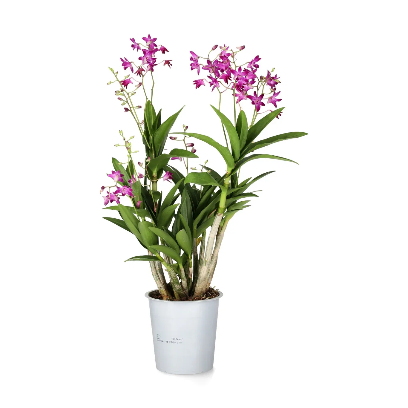 Dendrobium ‘Berry Oda’