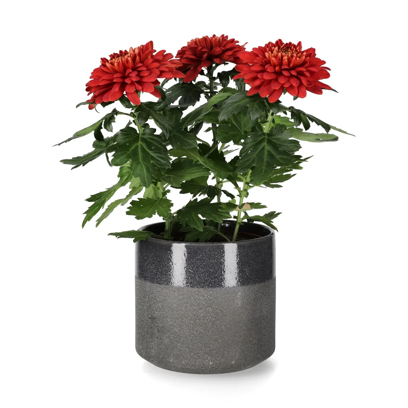 Krysantemum 'Zembla'