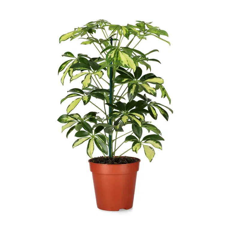 Paraplyaralia 'Gerda'