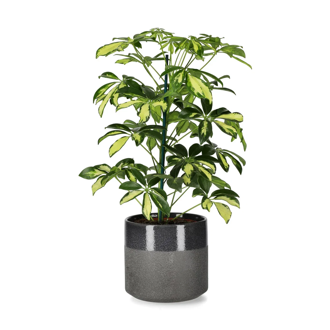 Paraplyaralia 'Gerda'