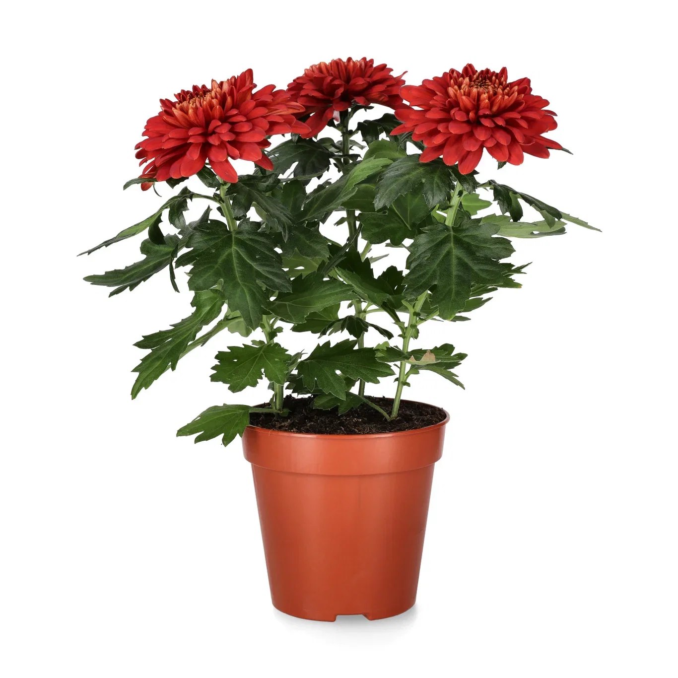 Krysantemum 'Zembla'