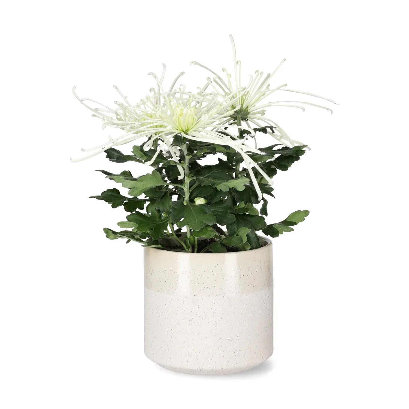 Krysantemum 'Fireworks'