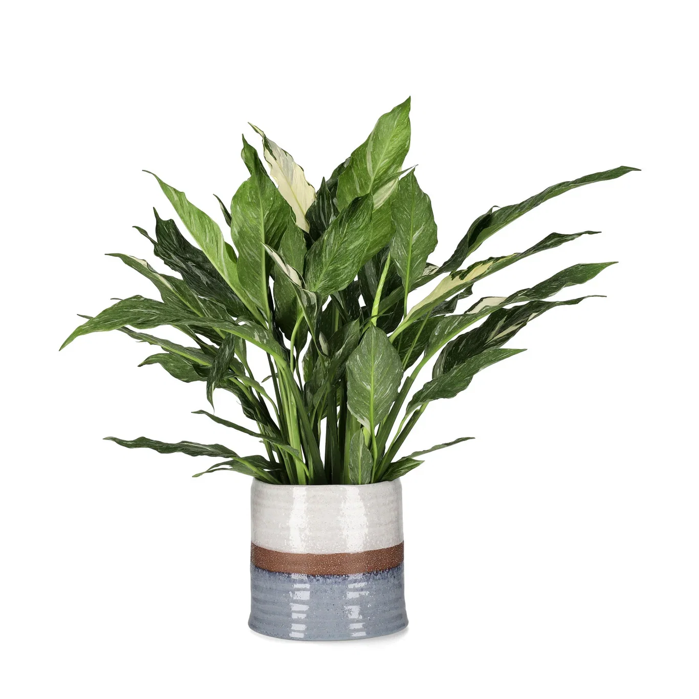 Fredskalla 'Diamond'