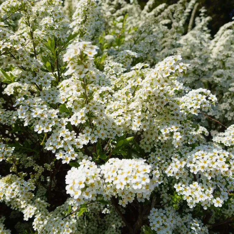 Bukettspirea