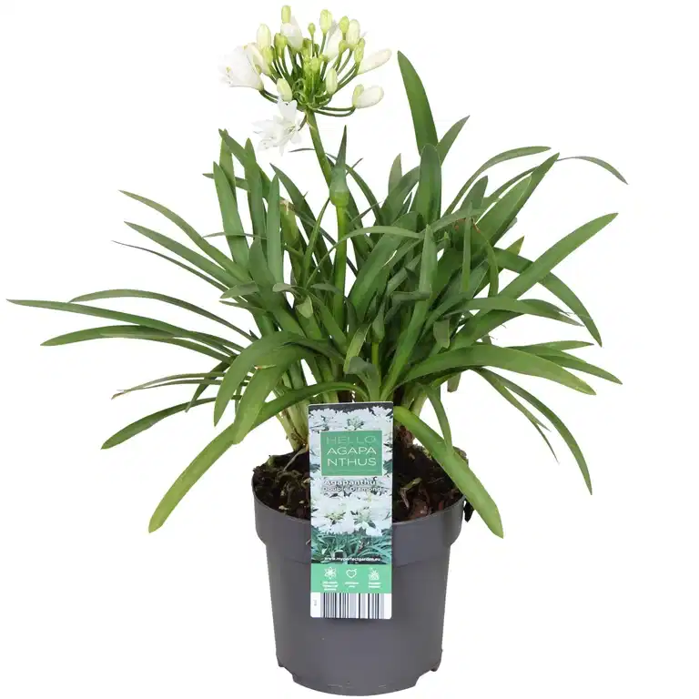 Agapanthus 'Pixie White'
