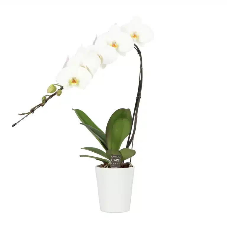 Phalaenopsis 'Formidable Japanese' in ceramic pot