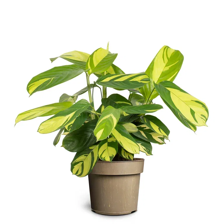 Ctenanthe ‘Golden Mosaic’