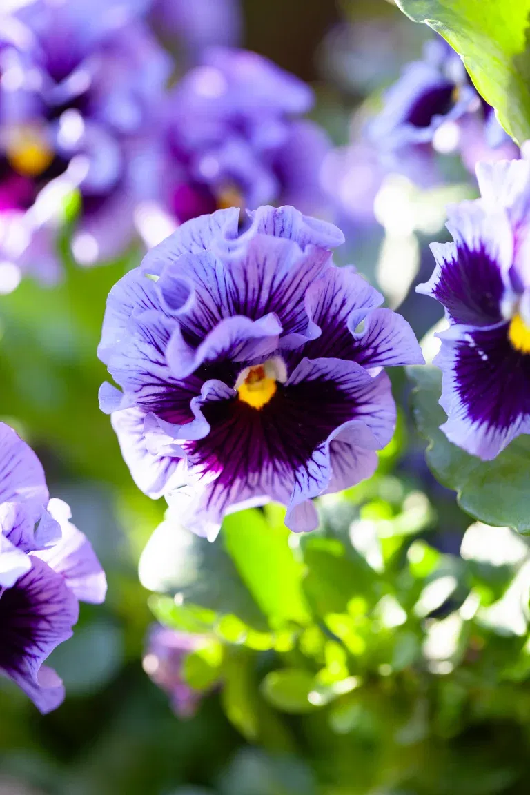 Årets Pensé 2026 Frizzle Sizzle-serien